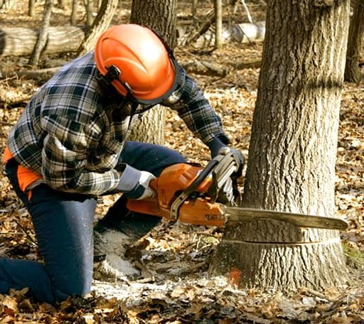 Tree Removal in Gorham, ME